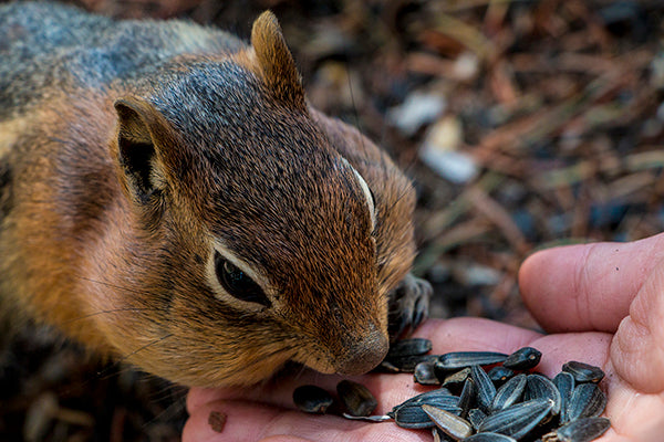 Feeding the Chipmunks Postcard