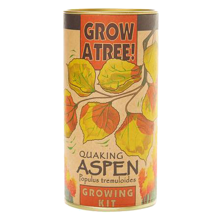 Quaking Aspen Seed Kit